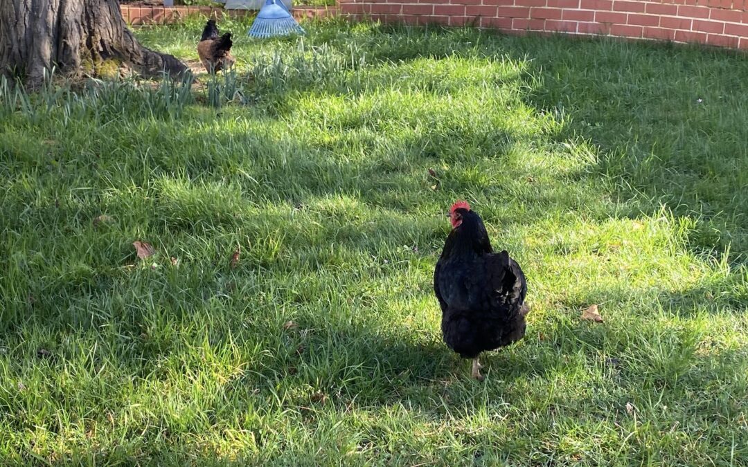 ACT Government confident Bird Flu crisis is under control